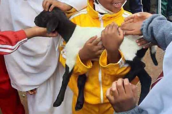 Practical learning - Children with baby goat